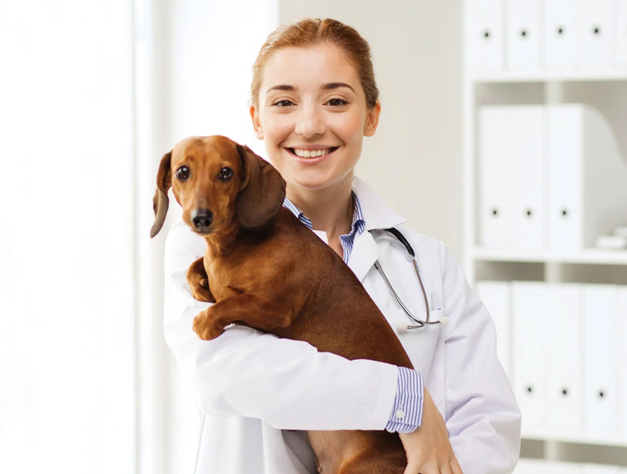 veterinarian with pet